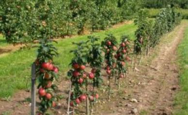Подрязване и оформяне на ябълково дърво: препоръки за начинаещи Формиране на короната на ябълково дърво годишно подрязване