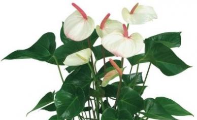 Anthurium - indoor handsome with bright red flowers