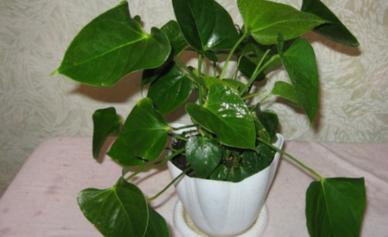 Anthurium - how to treat leaf diseases