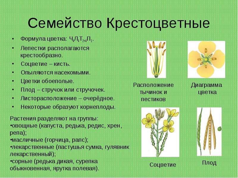 Крестоцветные представители. Семейство крестоцветные капустные. Семейство крестоцветные формула цветка 6 класс. Многообразие крестоцветных растений. Растения семейства капустных крестоцветных.
